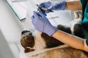 verificando a respiração. veterinário masculino em uniforme de trabalho, ouvindo a respiração de um cachorro pequeno com um estetoscópio na clínica veterinária. conceito de cuidados com animais de estimação foto