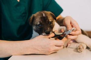 verificando a respiração. veterinário masculino em uniforme de trabalho, ouvindo a respiração de um cachorro pequeno com um estetoscópio na clínica veterinária. conceito de cuidados com animais de estimação foto