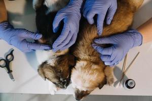 verificando a respiração. veterinário masculino em uniforme de trabalho, ouvindo a respiração de um cachorro pequeno com um estetoscópio na clínica veterinária. conceito de cuidados com animais de estimação foto