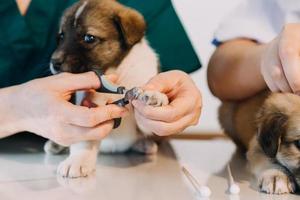 verificando a respiração. veterinário masculino em uniforme de trabalho, ouvindo a respiração de um cachorro pequeno com um estetoscópio na clínica veterinária. conceito de cuidados com animais de estimação foto