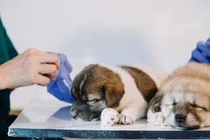 verificando a respiração. veterinário masculino em uniforme de trabalho, ouvindo a respiração de um cachorro pequeno com um estetoscópio na clínica veterinária. conceito de cuidados com animais de estimação foto