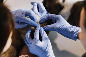 verificando a respiração. veterinário masculino em uniforme de trabalho, ouvindo a respiração de um cachorro pequeno com um estetoscópio na clínica veterinária. conceito de cuidados com animais de estimação foto