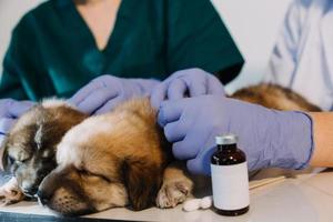 verificando a respiração. veterinário masculino em uniforme de trabalho, ouvindo a respiração de um cachorro pequeno com um estetoscópio na clínica veterinária. conceito de cuidados com animais de estimação foto