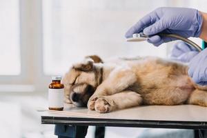 verificando a respiração. veterinário masculino em uniforme de trabalho, ouvindo a respiração de um cachorro pequeno com um estetoscópio na clínica veterinária. conceito de cuidados com animais de estimação foto