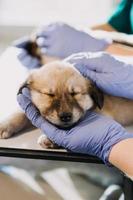 verificando a respiração. veterinário masculino em uniforme de trabalho, ouvindo a respiração de um cachorro pequeno com um estetoscópio na clínica veterinária. conceito de cuidados com animais de estimação foto