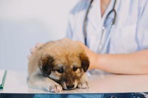 verificando a respiração. veterinário masculino em uniforme de trabalho, ouvindo a respiração de um cachorro pequeno com um estetoscópio na clínica veterinária. conceito de cuidados com animais de estimação foto