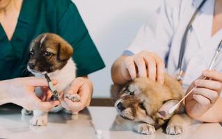 verificando a respiração. veterinário masculino em uniforme de trabalho, ouvindo a respiração de um cachorro pequeno com um estetoscópio na clínica veterinária. conceito de cuidados com animais de estimação foto