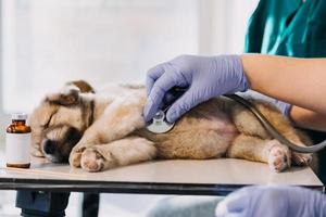 verificando a respiração. veterinário masculino em uniforme de trabalho, ouvindo a respiração de um cachorro pequeno com um estetoscópio na clínica veterinária. conceito de cuidados com animais de estimação foto