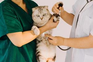 verificando a respiração. veterinário masculino em uniforme de trabalho, ouvindo a respiração de um cachorro pequeno com um estetoscópio na clínica veterinária. conceito de cuidados com animais de estimação foto