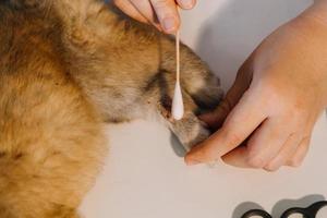 verificando a respiração. veterinário masculino em uniforme de trabalho, ouvindo a respiração de um cachorro pequeno com um estetoscópio na clínica veterinária. conceito de cuidados com animais de estimação foto