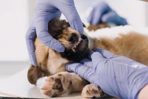 verificando a respiração. veterinário masculino em uniforme de trabalho, ouvindo a respiração de um cachorro pequeno com um estetoscópio na clínica veterinária. conceito de cuidados com animais de estimação foto