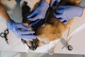 verificando a respiração. veterinário masculino em uniforme de trabalho, ouvindo a respiração de um cachorro pequeno com um estetoscópio na clínica veterinária. conceito de cuidados com animais de estimação foto