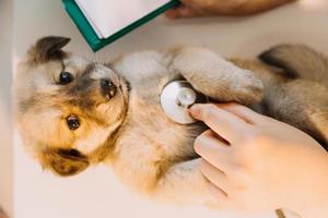 verificando a respiração. veterinário masculino em uniforme de trabalho, ouvindo a respiração de um cachorro pequeno com um estetoscópio na clínica veterinária. conceito de cuidados com animais de estimação foto