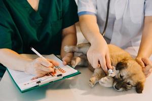 verificando a respiração. veterinário masculino em uniforme de trabalho, ouvindo a respiração de um cachorro pequeno com um estetoscópio na clínica veterinária. conceito de cuidados com animais de estimação foto