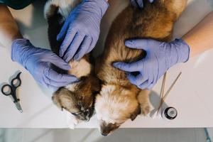 verificando a respiração. veterinário masculino em uniforme de trabalho, ouvindo a respiração de um cachorro pequeno com um estetoscópio na clínica veterinária. conceito de cuidados com animais de estimação foto