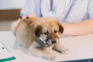 verificando a respiração. veterinário masculino em uniforme de trabalho, ouvindo a respiração de um cachorro pequeno com um estetoscópio na clínica veterinária. conceito de cuidados com animais de estimação foto