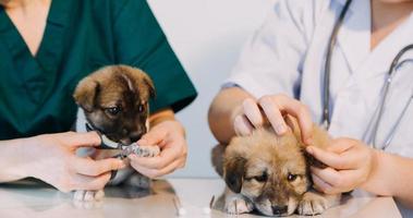 verificando a respiração. veterinário masculino em uniforme de trabalho, ouvindo a respiração de um cachorro pequeno com um estetoscópio na clínica veterinária. conceito de cuidados com animais de estimação foto