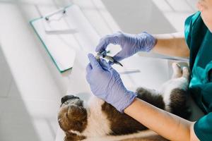 verificando a respiração. veterinário masculino em uniforme de trabalho, ouvindo a respiração de um cachorro pequeno com um estetoscópio na clínica veterinária. conceito de cuidados com animais de estimação foto