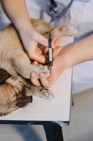 verificando a respiração. veterinário masculino em uniforme de trabalho, ouvindo a respiração de um cachorro pequeno com um estetoscópio na clínica veterinária. conceito de cuidados com animais de estimação foto