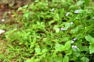 plantas que estão no jardim foto