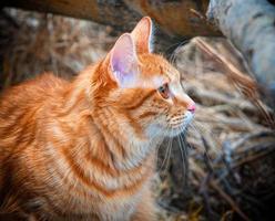 lindo gato vermelho bobtail caça na floresta foto