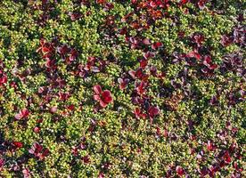 tundra de fundo e textura com cranberries e musgo de rena foto
