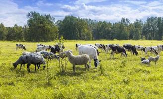 o rebanho de ovelhas e vacas pastando na grama verde e amarela em um dia ensolarado foto