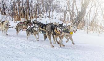 cães de trenó correm na neve no inverno na península de kamchatka foto