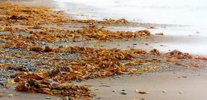 algas marinhas lavadas na costa do oceano pacífico foto