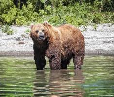 urso pardo kamchatka em pé no rio. foto