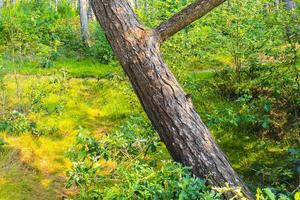 floresta de pinheiros e seus pinheiros em Cuxhaven Alemanha. foto