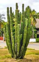 cactos tropicais plantas de cactos selva natural puerto escondido méxico. foto