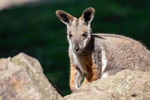 wallaby de rocha de patas amarelas sentado em uma rocha foto