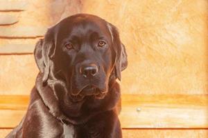 cão labrador retriever em um fundo bege na luz solar. retrato de um cachorro preto, um cachorrinho. foto