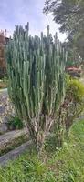 bela Euphorbia canariensis, um cacto alto para o jardim. planta resistente a agua foto