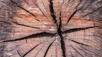 o fundo da madeira cortada revela o padrão e os detalhes ou a textura da madeira no núcleo. fundo de corte de madeira foto