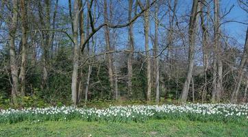 mensageiros da primavera na borda da floresta, alemanha foto