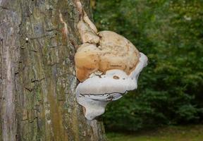 fungo de casco --fomes fomentarius-- em tronco de árvore foto