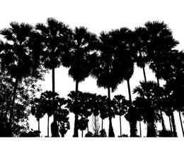 silhueta de palmeiras paisagem de árvore de alta resolução isolada no fundo branco para impressão e página da web com caminhos de corte e canais alfa. foto