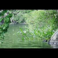 plantas na beira do lago foto