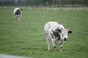 vacas no pasto foto