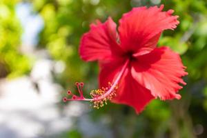 natureza romântica idílica. linda flor de hibisco em um fundo verde. no jardim tropical com fundo desfocado da natureza foto