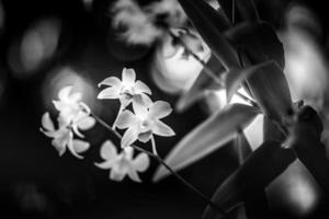 flor da orquídea no jardim primavera dia de verão. orquídea phalaenopsis. conceito de natureza bonita, flores inspiradoras, luz artística brilhante com flor de pétala de fundo natural turva, flores românticas