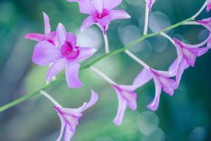 flor da orquídea no jardim primavera dia de verão. orquídea phalaenopsis. conceito de natureza bonita, flores inspiradoras, luz artística brilhante com flor de pétala de fundo natural turva, flores românticas