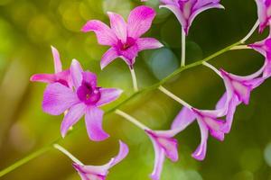 flor da orquídea no jardim primavera dia de verão. orquídea phalaenopsis. conceito de natureza bonita, flores inspiradoras, luz artística brilhante com flor de pétala de fundo natural turva, flores românticas foto