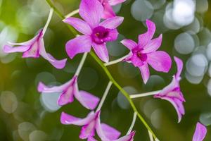 flor da orquídea no jardim primavera dia de verão. orquídea phalaenopsis. conceito de natureza bonita, flores inspiradoras, luz artística brilhante com flor de pétala de fundo natural turva, flores românticas foto