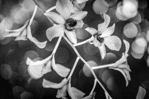 processo artístico preto e branco de flores de orquídeas tropicais com fundo desfocado bokeh. cenário exótico da natureza tropical, luz natural e flores suaves da moda. foto