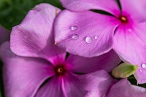 lindas cores margaridas roxas com gotas de água. macro de natureza perfeita, gotas de chuva de luz solar suave, closeup de natureza calma. fundo floral inspirador foto