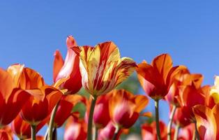 flores de tulipa coloridas brilhantes contra o fundo do céu azul