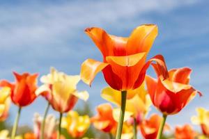 flores de tulipa de cor vermelha e amarela brilhante contra o fundo do céu azul foto